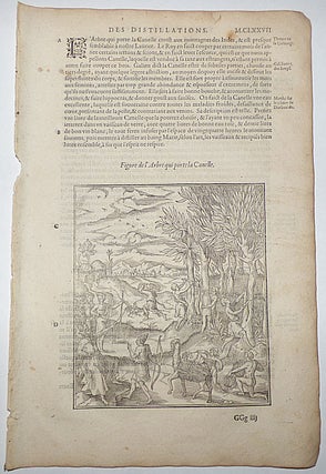 Item #008796 16th-century leaf with a large illustration showing the harvesting of cinnamon from...