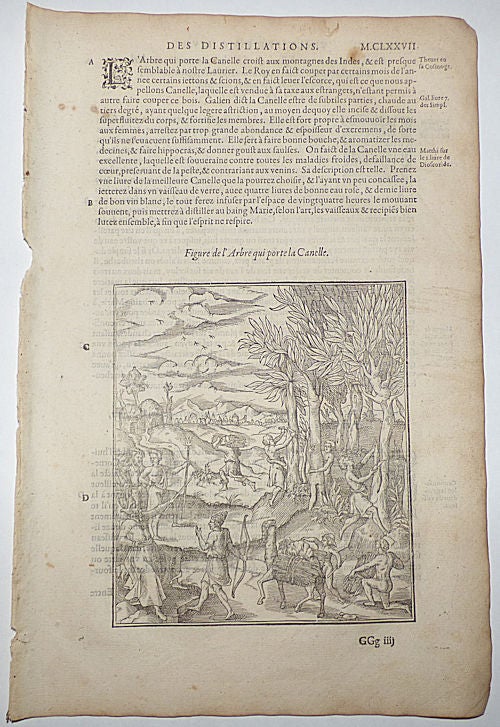 Item #008796 16th-century leaf with a large illustration showing the harvesting of cinnamon from Ambroise Paré’s Distillations. Ambroise Paré.