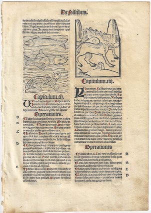 1499 – Incunable leaf from the Hortus Sanitatis (Garden of Health), an early...
